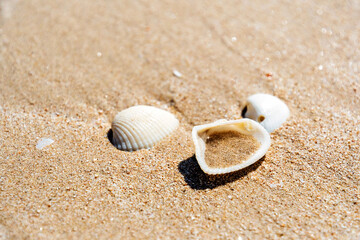 Fototapeta na wymiar Seashells in the yellow warm sand on the tropical beach. Calm vacation scene