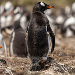 The gentoo penguin (pygoscelis papua) -Square Composition.