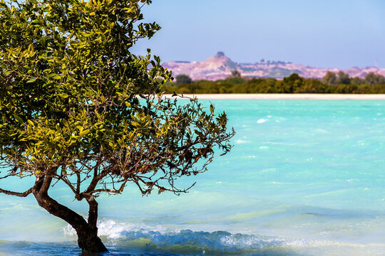 Tropical tree grows from the turquoise water of the bay. Mountains range on the back. Exotic island