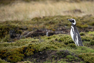 A Lone Magellanic Penguin (Spheniscus magellanicus).