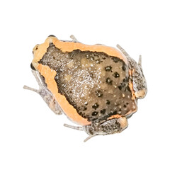Banded Bullfrog, Painted burrowing frog, Painted Bullfrog, Painted Burrowing Frog., white background isolated