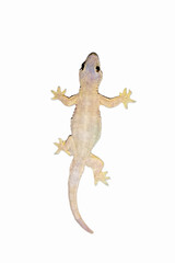 flat-tailed house gecko, Hemidactylus platyurus, white crate background, isolated