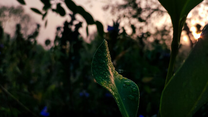 dew drops on a leaf