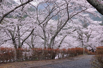 Obraz premium 京都府亀岡市 七谷川和らぎの道 満開の桜並木