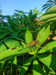 Dragonflies or sibar-sibar are a group of insects belonging to the Odonata nation.
