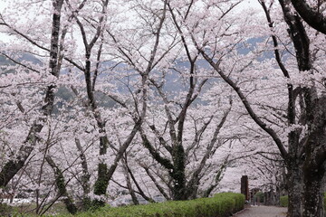 京都府亀岡市　七谷川沿いの桜並木