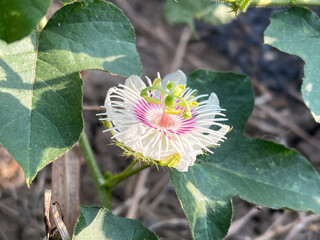 a vertical closeup shot of a flower of Passiflora foetida