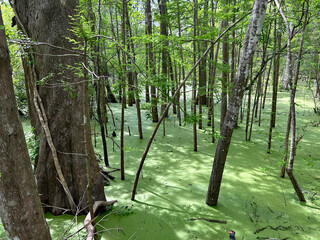 Suwannee river flood, Fanning Springs Florida