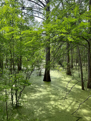 cypress swamp florida