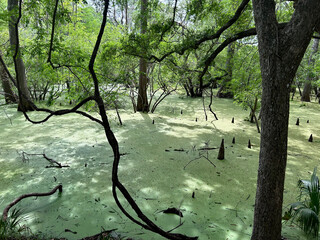 Swamp flood and algae