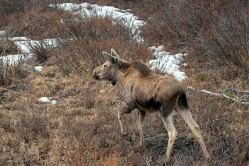 Young moose walking uphill in Denali National Park in Alaska United States