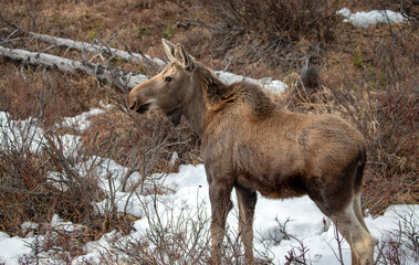 Naklejka na ściany i meble Young yearling moose in Denali National Park in Alaska United States