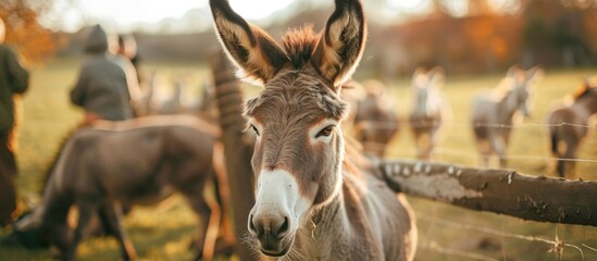Numerous donkeys are standing peacefully in a vast open field under the clear sky on a sunny day - obrazy, fototapety, plakaty