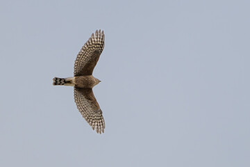 Cooper's Hawk with outstretched wings