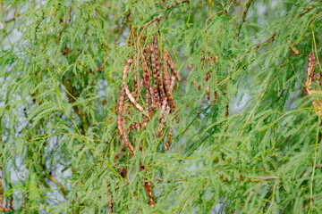 Chauchas de Algarrobo Negro