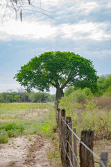 Palo Borracho, palo Botella en el Campo