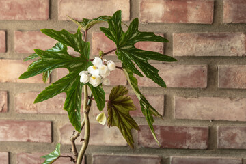 Begonia Cachuma plant with wall background