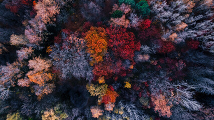 Fototapeta na wymiar Aerial View: Breathtaking Fall Foliage Paints the Forest in a Blaze of Color