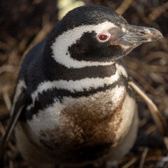 A Lone Magellanic Penguin (Spheniscus magellanicus). Square Composition.