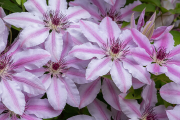 Vibrant, pink clematis in springtime
