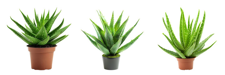 set of aloe vera plants isolated on white or transparent background