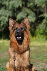 Dog German Shepherd portrait