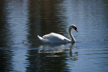 Swan in the lake