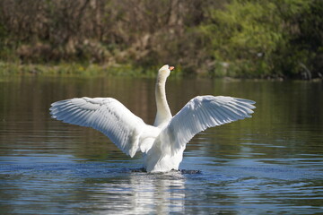 Swan in the lake