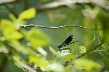 dragonfly on a branch