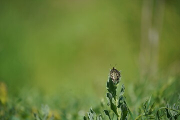 Butterfly in the grass
