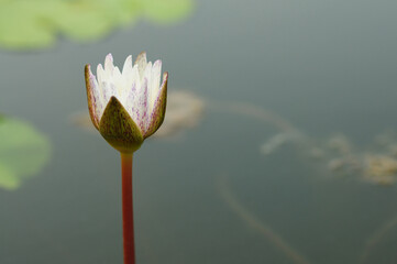 A Blosssoming Water Lily