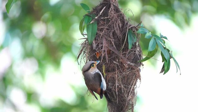 Silver-breasted Broad-billed Kingbird is holding food to feed its young