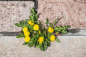 Yellow dandelions sprouted through stone paving stones.Flowers in a city landscape.Selective focus.