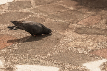 An urban wild pigeon drinks water from a puddle.