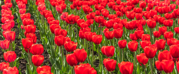 Rows of scarlet tulips in a spring flower bed.Spring floral background. Selective focus.