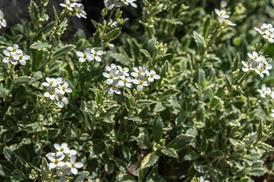 Miniature white Arabis flowers. Ground cover flowering plants. Selective focus.
