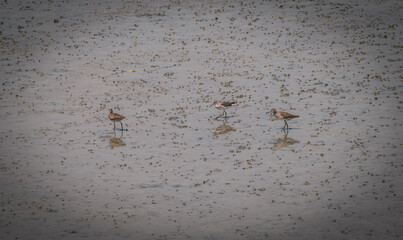 Seabirds wander along the wetlands as the waters recede in the Gulf of Thailand, Thailand.