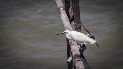 Egret stands on a bamboo trunk waiting to eat prey in the sea.