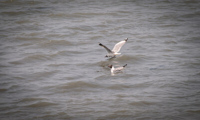 Fototapeta na wymiar Seagulls fly to find food in the sea, Chonburi Province, Thailand.