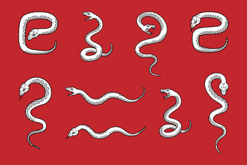 Set of various snake poses - 2025 Year of the Snake design element