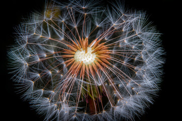 Close-up image of a white dandelion with details and dark background.