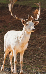 Tranquil Beauty: A Fallow Deer in Autumn Splendor