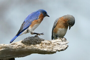 Bluebird pair on branches