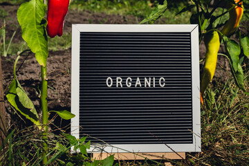 Letter board with text ORGANIC on background of garden bed with bell pepper. Organic farming, produce local vegetables concept. Supporting local farmers