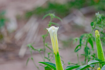 Flor Blanca de Yuyo de Campo