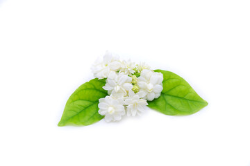 jasmine sambac with green leaves on white background isolated.