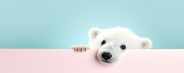 Cute white polar bear peeking from behind a pink banner on a blue background