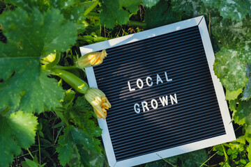 Letter board with text LOCAL GROWN on background of garden bed with zucchini. Organic farming, produce local vegetables concept. Supporting local farmers