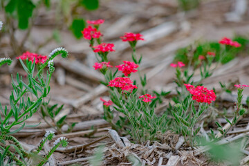 Peque&ntilde;a Flor Roja de Yuyo de Campo