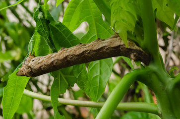 Caterpillar on Papaya Tree 